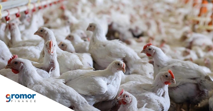 Steps To Start Poultry Farming Business