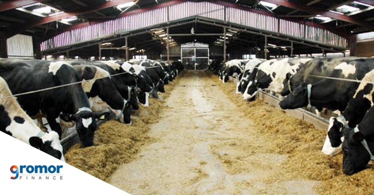 How To Get A Loan For Your Dairy Farm?